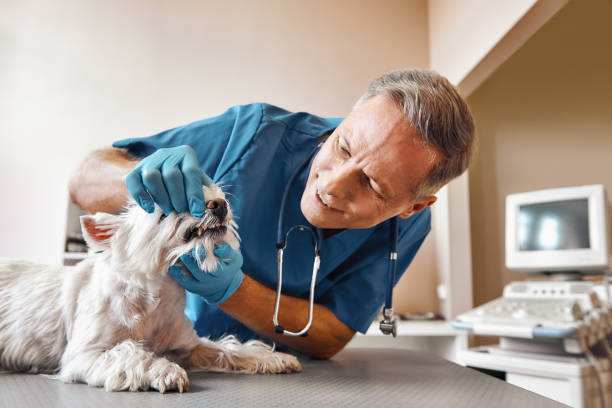 Best 24-Hour Emergency Dentist in Ormond Beach, FL